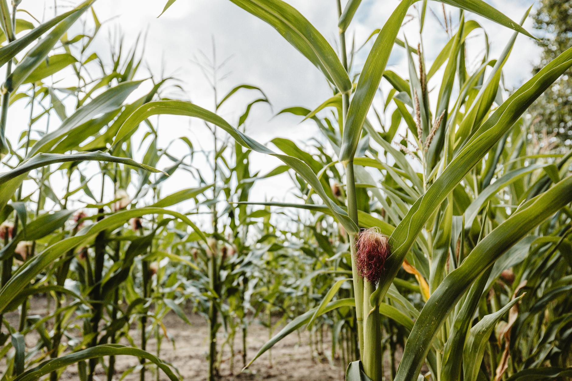 Corn crops growing in agricultural field under blue sky
