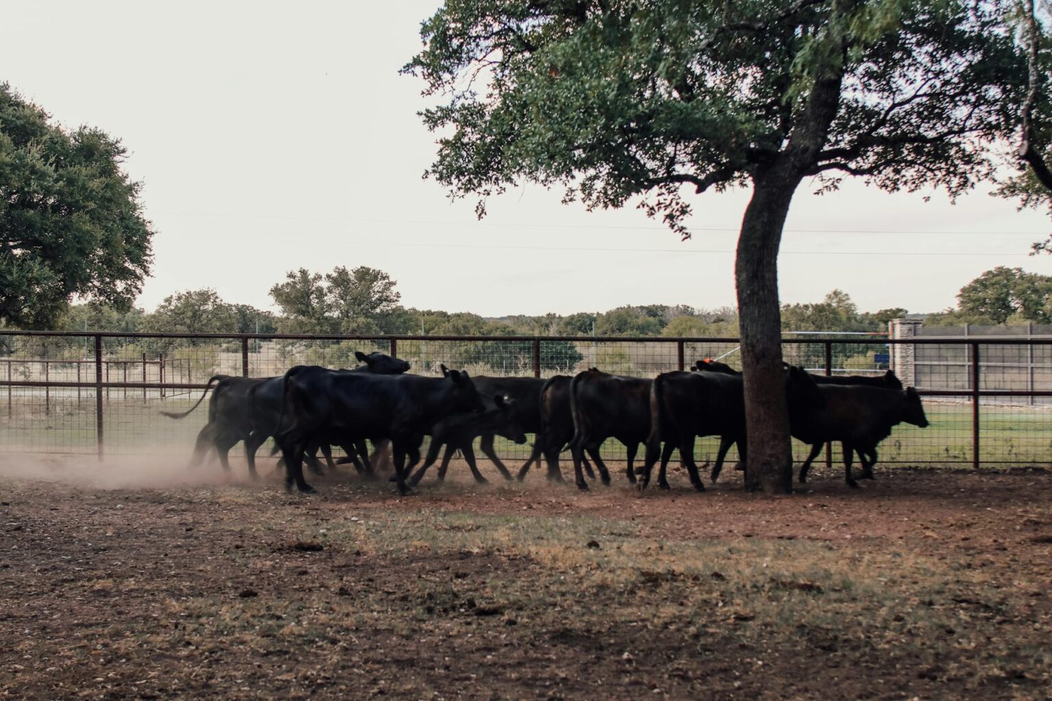 Cattle grazing on ranch land during drought conditions