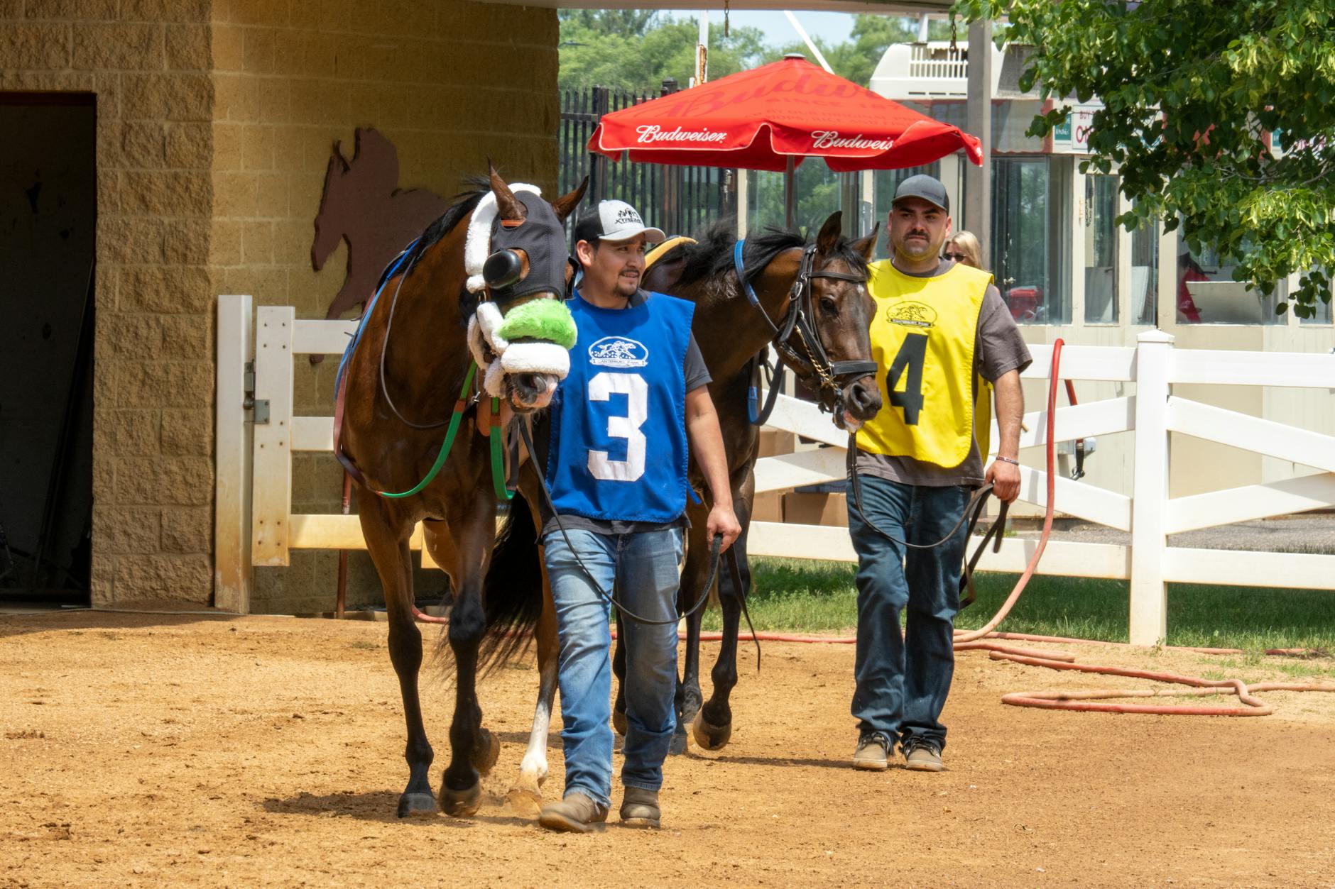 Brown thoroughbred horse standing in stable stall