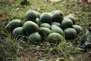 U.S. Halts Avocado Inspections in Michoacan Over Security Threat Workers harvesting avocados on a farm in Mexico