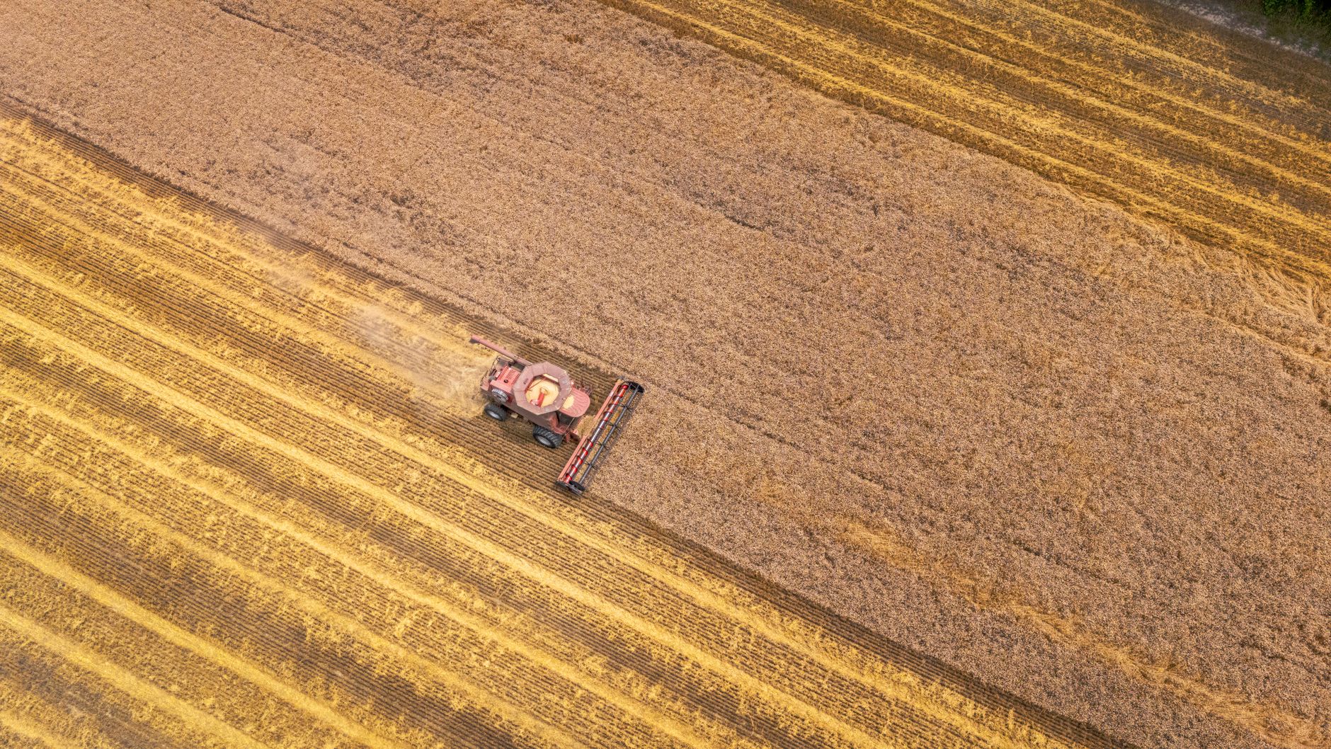 Agricultural combine harvesting grain in open field